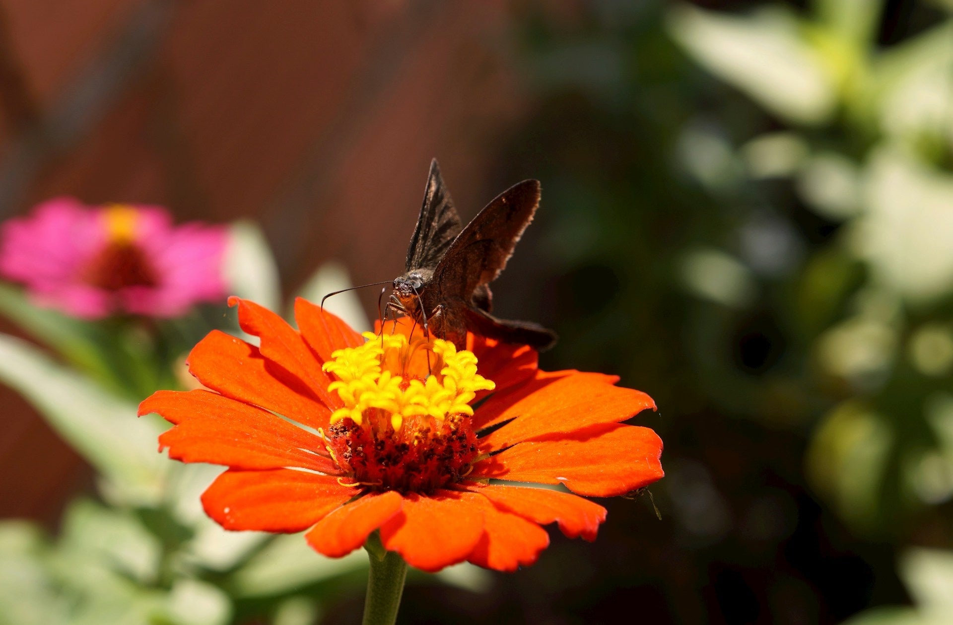 How to Attract Birds, Bees, and Butterflies to Your Garden