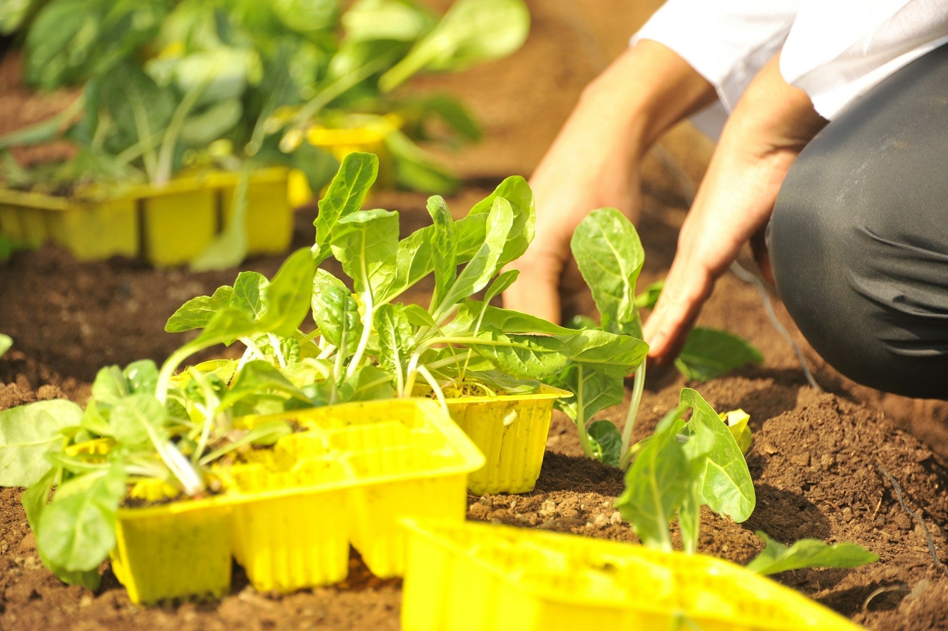 Eco-Friendly Gardening: Sustainable Products and Practices for Americans