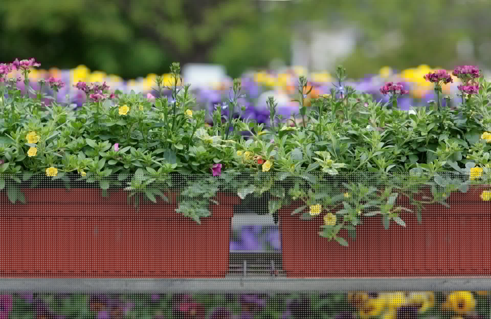 The Ultimate Guide to Container Gardening for Small Spaces