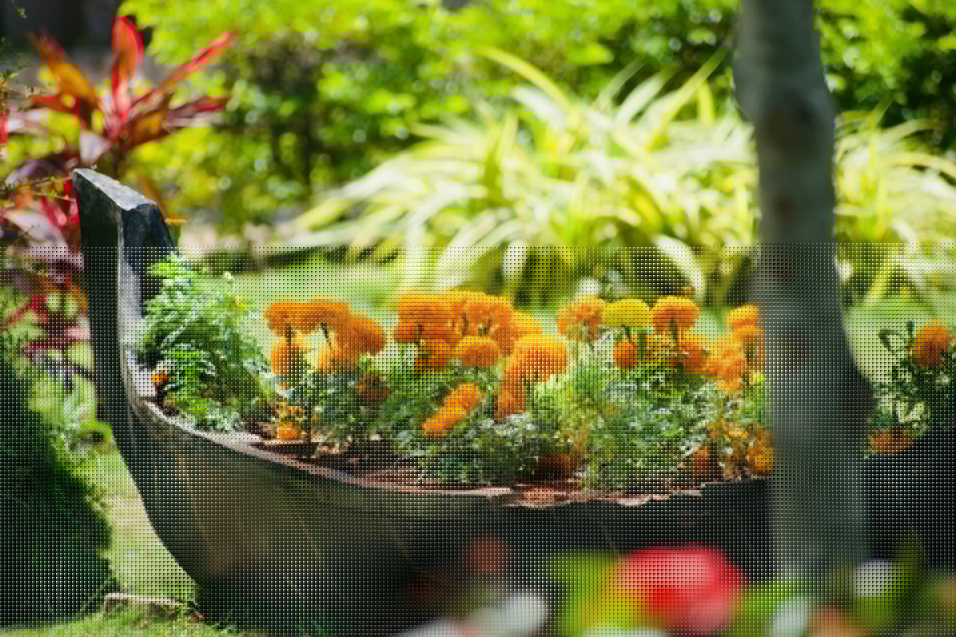 The Ultimate Guide to Raised Garden Beds: Tips and Benefits
