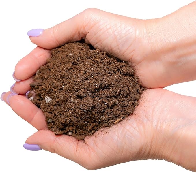 Money Tree Potting Soil, Soil Mix for Planting or Repotting Guiana Chestnut, Soil Blended to Properly Grow Money Tree Plants - (3 Quart Bag)-BloomoryGarden