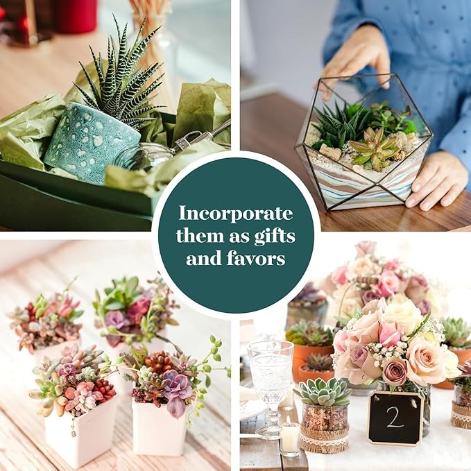 Shop Succulents Colorful Succulent Plant Pack 2" Grow Pot Pack of 4