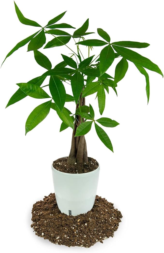 Money Tree Potting Soil, Soil Mix for Planting or Repotting Guiana Chestnut, Soil Blended to Properly Grow Money Tree Plants - (3 Quart Bag)-BloomoryGarden