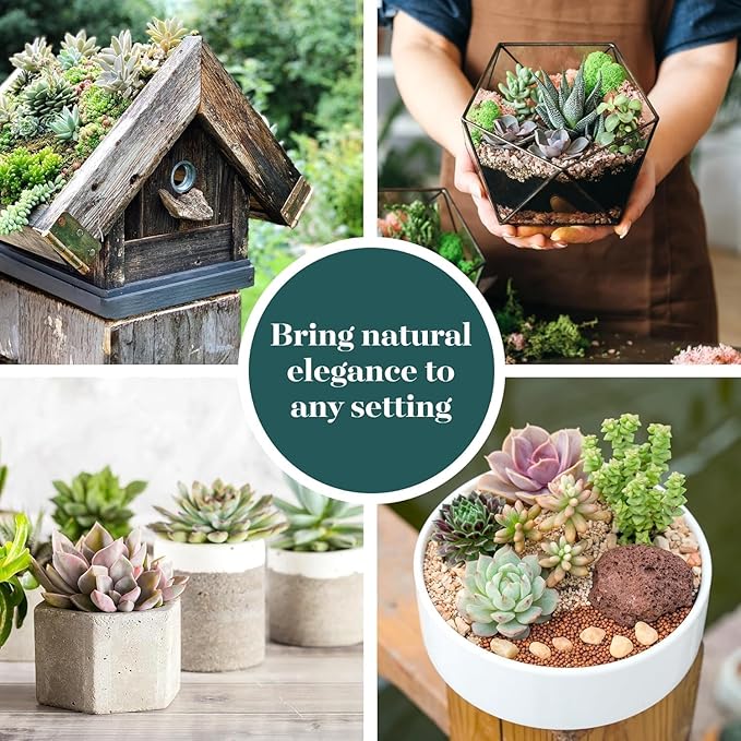 Shop Succulents Endless Summer Succulent Pack Collection - Live Mini Succulent Plants, Low Maintenance, Colors & Textures - Wedding and Party Favors, Gift & Garden, Pack of 20